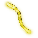 Glow Worm