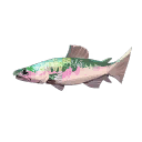 Prism Trout